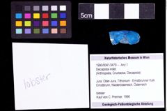 Foto (Objekt + Etiketten) von Decapoda indet. 